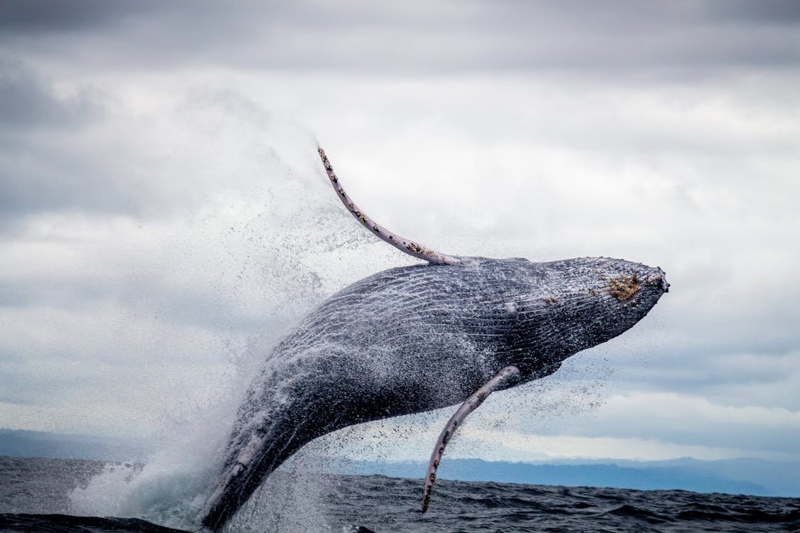 As curiosidades mais impressionantes sobre animais marinhos